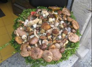 Composizione di funghi del Salento